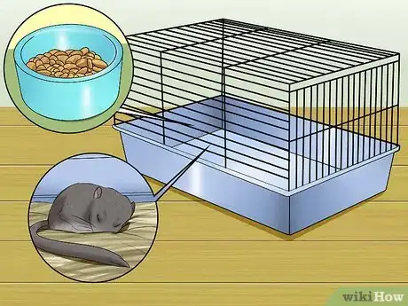 Image titled Tell when Gerbils Are Mating Step 11