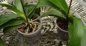 Repot an Orchid