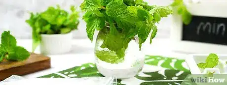 Image titled Keep Mint Leaves Fresh1