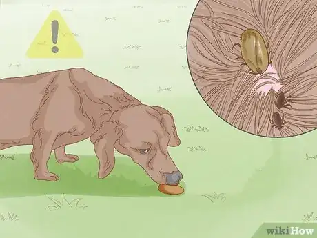 Image titled Stop a Dog from Eating Poop with Pineapple Step 12