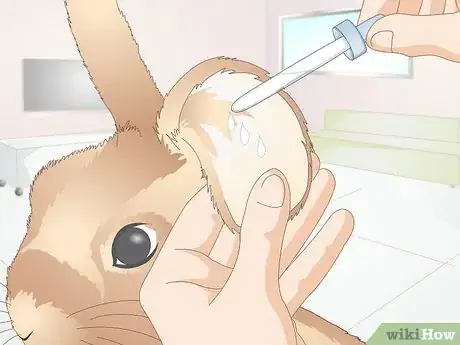 Image titled Prevent Ear Mites in Rabbits Step 3