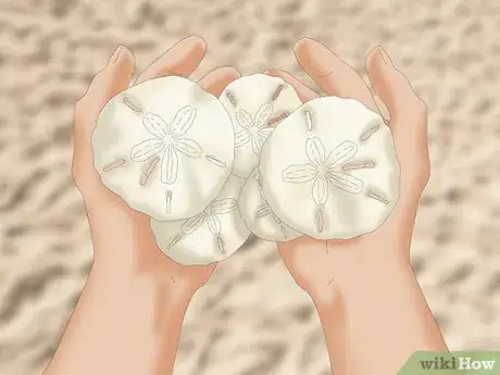 Image titled Clean and Preserve Sand Dollars Step 2