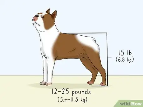 Image titled Identify a Boston Terrier Step 1