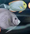 Tell the Sex of an Angelfish