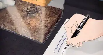 Keep Spiders As Pets