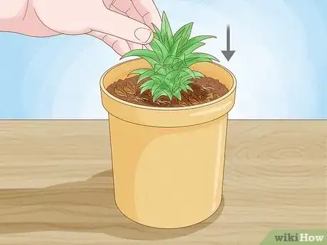 Image titled Grow Dwarf Pineapples Step 2