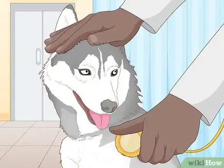 Image titled Breed Husky Dogs Step 4