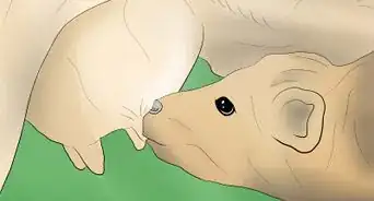 Help a Cow Give Birth