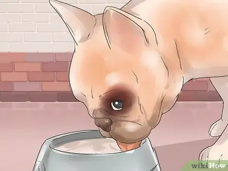 Image titled Treat Breathing Problems in French Bulldogs Step 7