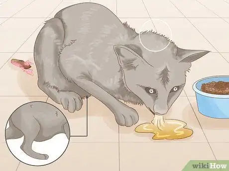 Image titled Get Rid of Worms in Cats Step 1