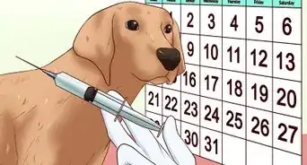 Administer a Vaccine to a Dog