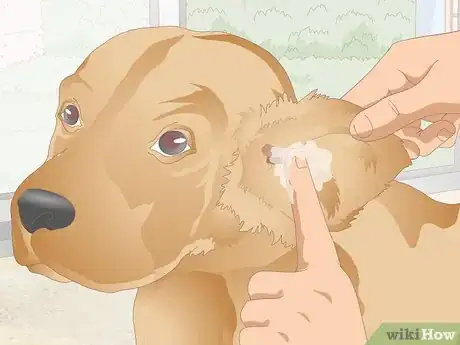 Image titled Clean Your Dog's Ears During a Yeast Infection Step 3