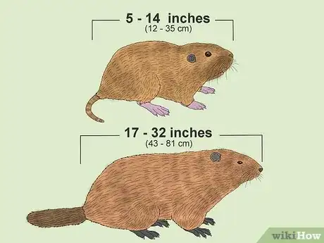 Image titled Gopher vs Groundhog Step 1