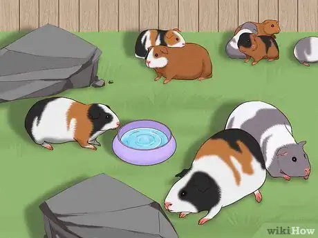 Image titled Care for a Pregnant Guinea Pig Step 11