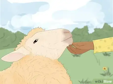 Image titled Lamb vs Sheep Step 5