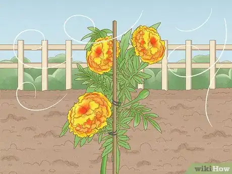 Image titled Plant Marigolds Step 25