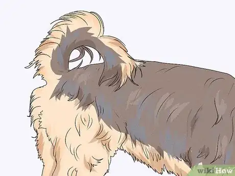 Image titled Identify a Yorkshire Terrier Step 5