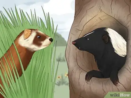 Image titled Skunk vs Polecat Step 6