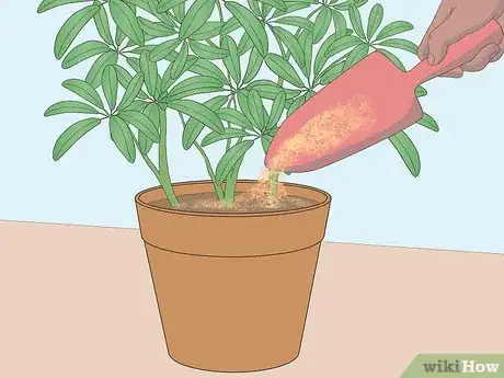 Image titled Care for a Dwarf Umbrella Plant Step 5