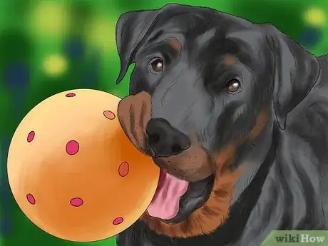 Image titled Encourage Your Senior Dog to Play Step 5