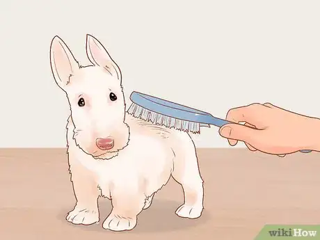 Image titled Groom a Scottish Terrier Step 4