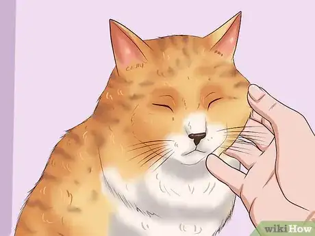 Image titled Clean Your Cat When He Can't Do It Himself Step 15