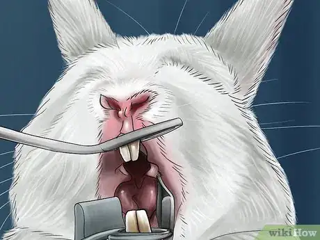 Image titled Handle Overgrown Teeth in Rabbits Step 5