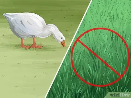 Image titled Get Rid of Geese Step 2