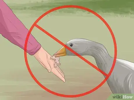 Image titled Get Rid of Geese Step 1