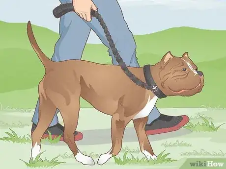 Image titled Train a Pit Bull Step 1