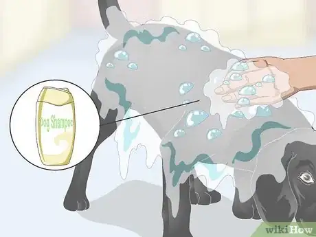 Image titled Treat Dandruff on Your Dog Step 3