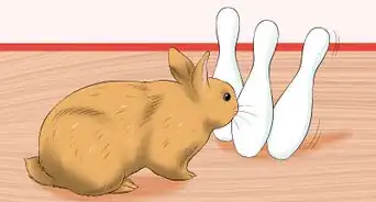 Treat Digestive Problems in Rabbits