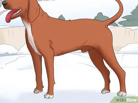 Image titled Identify a Redbone Coonhound Step 9