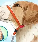Put a Gentle Leader on a Dog