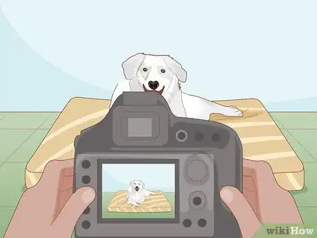 Image titled Take Great Photos of Your Dog Step 1