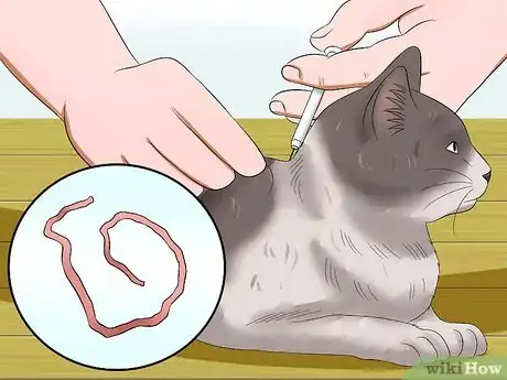 Image titled Prevent Tapeworms in Cats Step 7