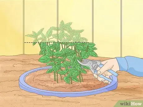 Image titled Grow Mint Step 11