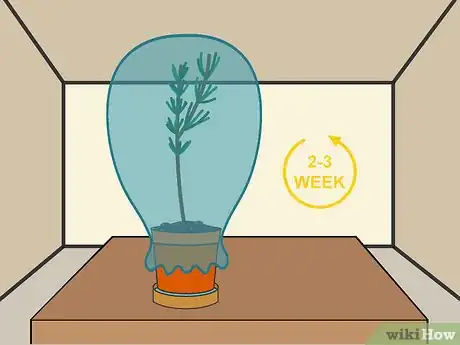 Image titled Grow Cuttings from Established Plants Step 11