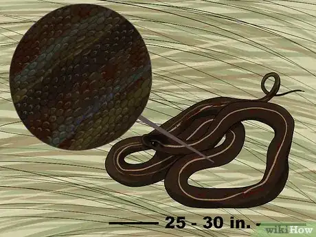 Image titled Find a Garter Snake Step 1