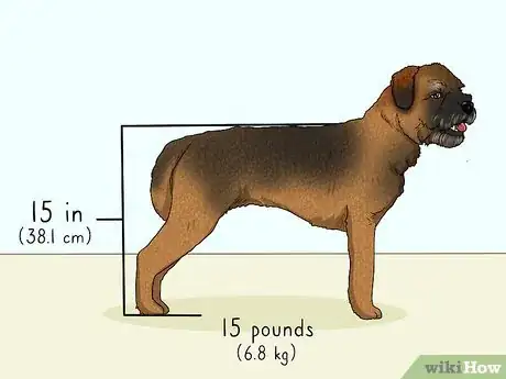 Image titled Identify a Border Terrier Step 1