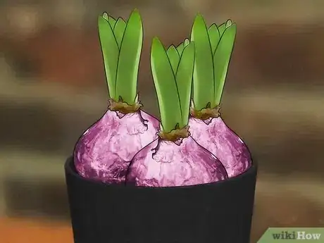 Image titled Grow a Hyacinth Bulb in Water Step 1