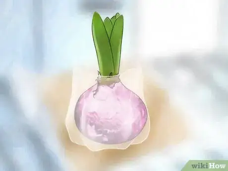 Image titled Grow a Hyacinth Bulb in Water Step 3