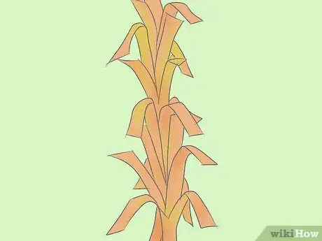 Image titled Make Corn Stalk Decorations Step 20