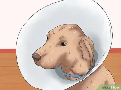 Image titled Stop a Dog's Ear from Bleeding Step 9