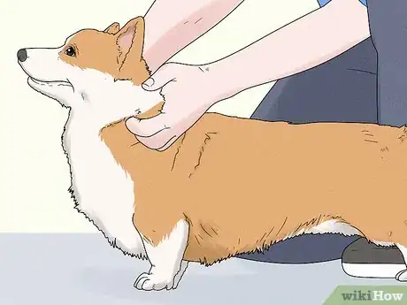 Image titled Identify a Pembroke Welsh Corgi Step 5