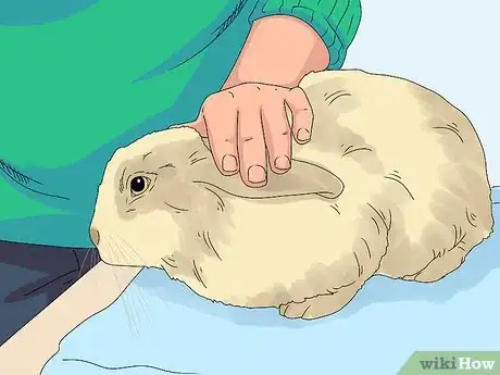 Image titled Pick up a Rabbit Step 1