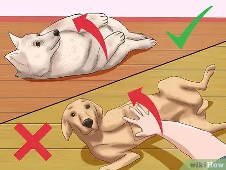 Image titled Rub a Dog's Tummy Step 5