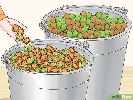 Image titled Harvest Macadamia Nuts Step 5