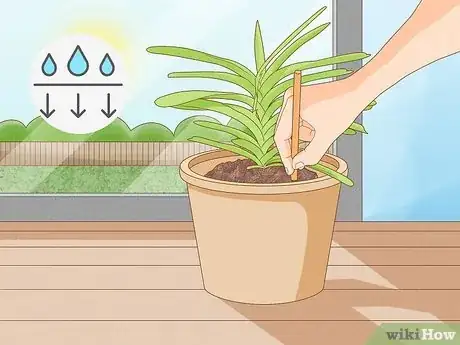 Image titled Grow Vanda Orchids Step 10