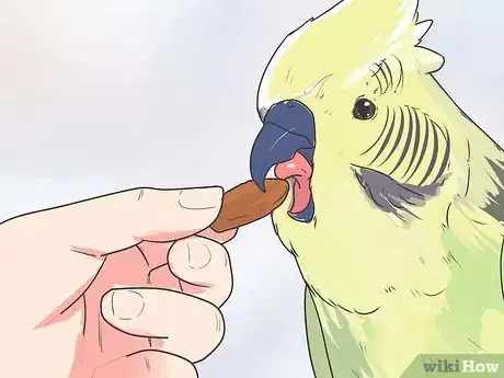 Image titled Teach Your Bird to Talk Step 9